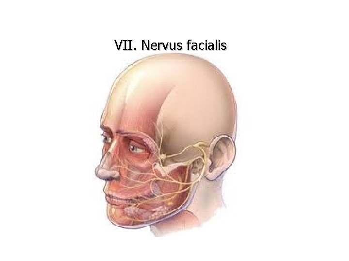 VII. Nervus facialis 