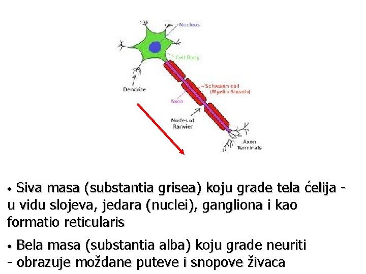 Siva masa (substantia grisea) koju grade tela ćelija u vidu slojeva, jedara (nuclei), gangliona