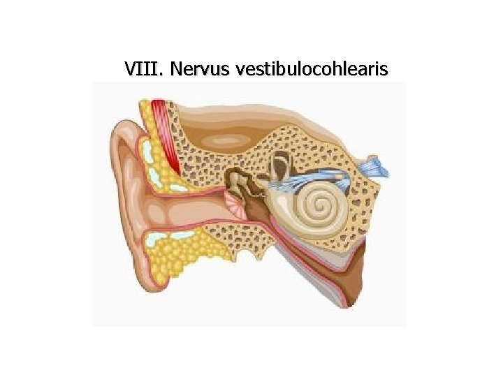 VIII. Nervus vestibulocohlearis 
