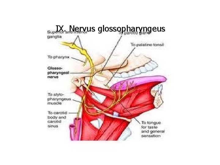 IX. Nervus glossopharyngeus 