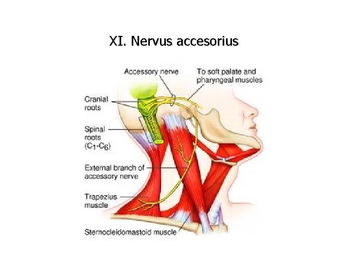 XI. Nervus accesorius 
