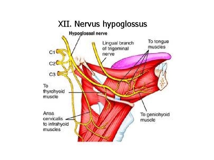 XII. Nervus hypoglossus 