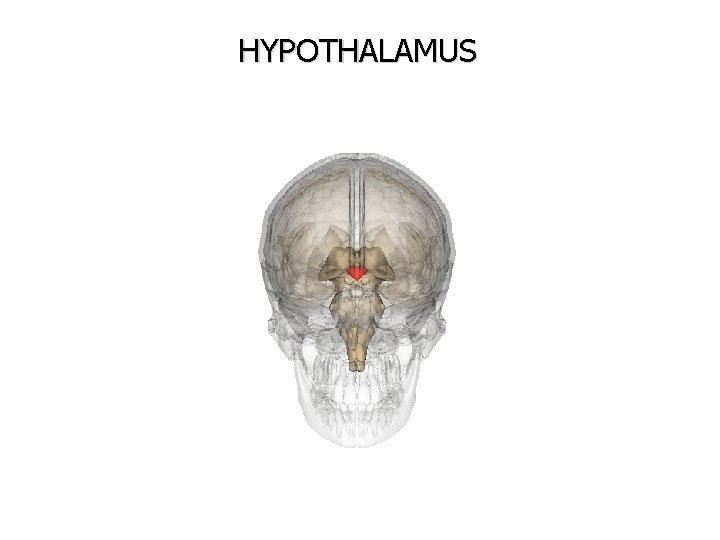 HYPOTHALAMUS 