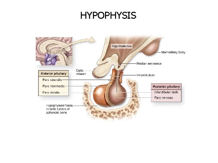 HYPOPHYSIS 