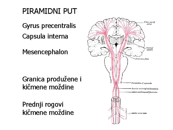 PIRAMIDNI PUT Gyrus precentralis Capsula interna Mesencephalon Granica produžene i kičmene moždine Prednji rogovi