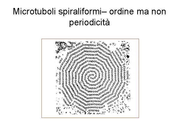 Microtuboli spiraliformi– ordine ma non periodicità 
