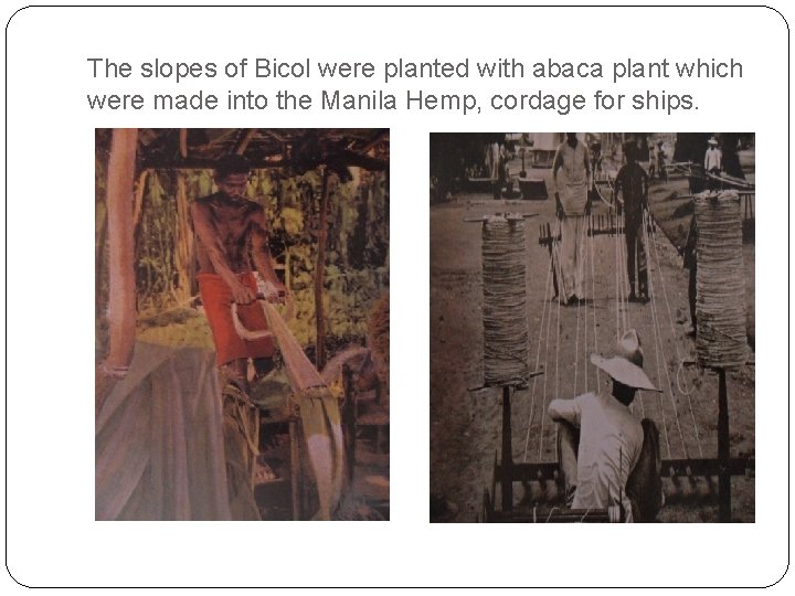 The slopes of Bicol were planted with abaca plant which were made into the The slopes of Bicol were planted with abaca plant which were made into the