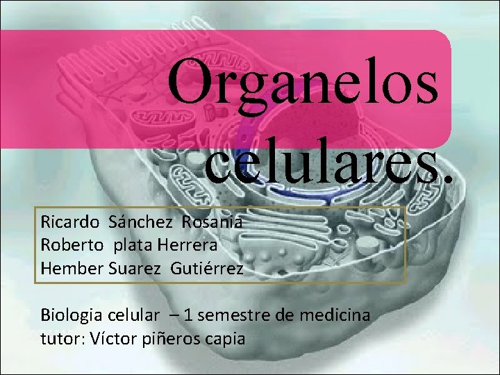 Organelos celulares. Ricardo Sánchez Rosania Roberto plata Herrera Hember Suarez Gutiérrez Biologia celular –