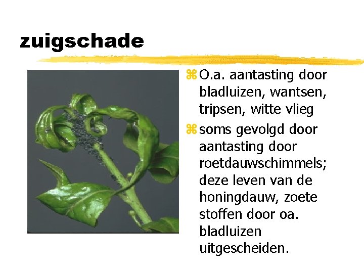 zuigschade z O. a. aantasting door bladluizen, wantsen, tripsen, witte vlieg z soms gevolgd