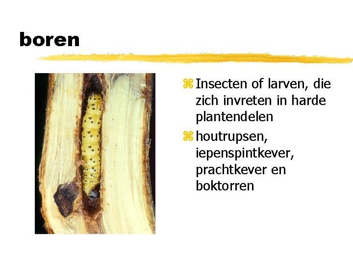 boren z Insecten of larven, die zich invreten in harde plantendelen z houtrupsen, iepenspintkever,