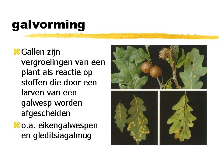 galvorming z Gallen zijn vergroeiingen van een plant als reactie op stoffen die door
