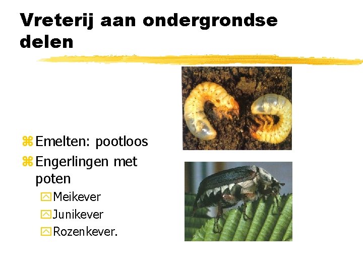 Vreterij aan ondergrondse delen z Emelten: pootloos z Engerlingen met poten y. Meikever y.