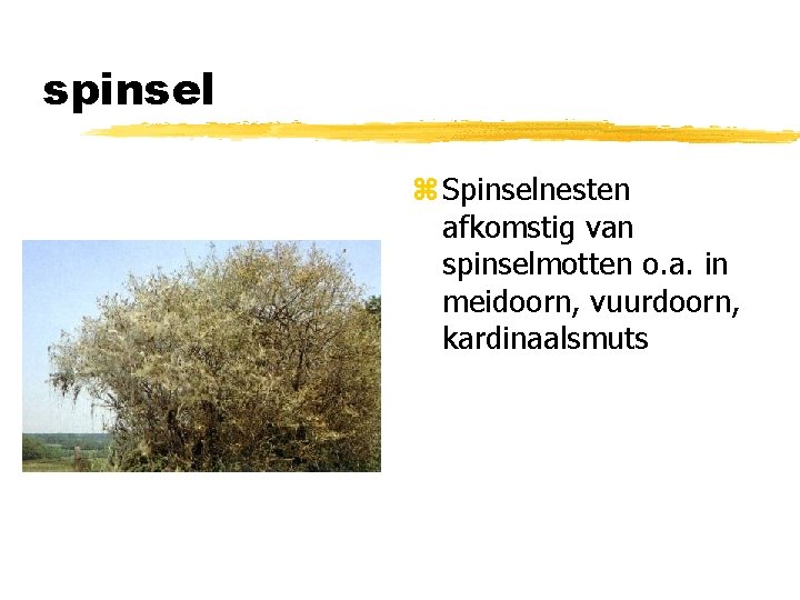 spinsel z Spinselnesten afkomstig van spinselmotten o. a. in meidoorn, vuurdoorn, kardinaalsmuts 
