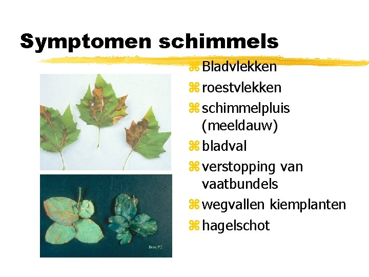 Symptomen schimmels z Bladvlekken z roestvlekken z schimmelpluis (meeldauw) z bladval z verstopping van