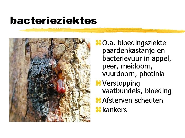 bacterieziektes z O. a. bloedingsziekte paardenkastanje en bacterievuur in appel, peer, meidoorn, vuurdoorn, photinia