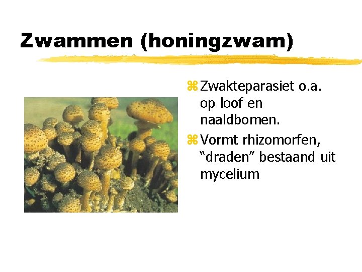 Zwammen (honingzwam) z Zwakteparasiet o. a. op loof en naaldbomen. z Vormt rhizomorfen, “draden”