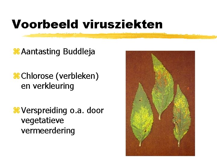 Voorbeeld virusziekten z Aantasting Buddleja z Chlorose (verbleken) en verkleuring z Verspreiding o. a.