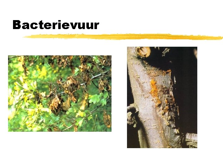 Bacterievuur 