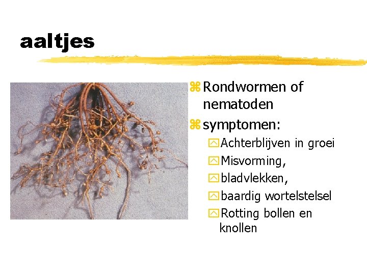 aaltjes z Rondwormen of nematoden z symptomen: y. Achterblijven in groei y. Misvorming, ybladvlekken,
