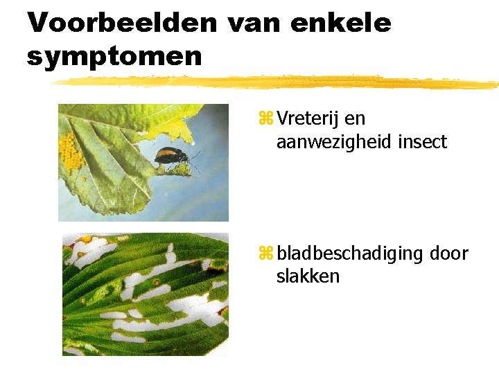 Voorbeelden van enkele symptomen z Vreterij en aanwezigheid insect z bladbeschadiging door slakken 