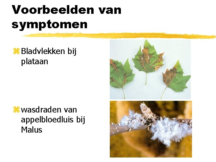 Voorbeelden van symptomen z Bladvlekken bij plataan z wasdraden van appelbloedluis bij Malus 