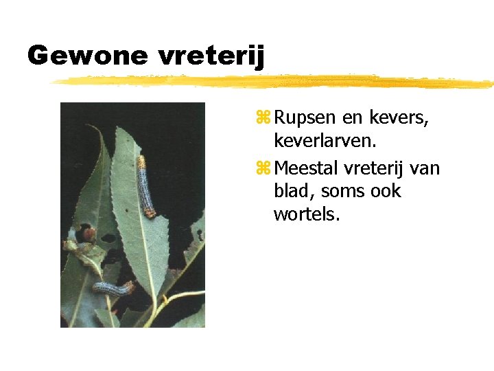 Gewone vreterij z Rupsen en kevers, keverlarven. z Meestal vreterij van blad, soms ook