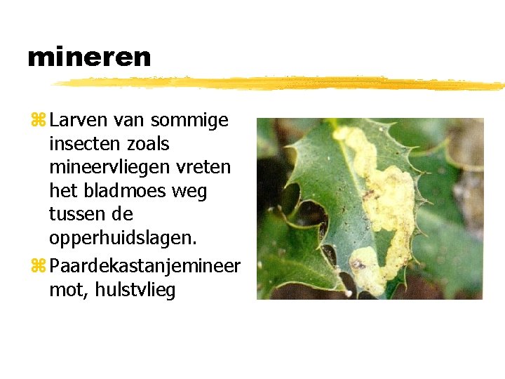 mineren z Larven van sommige insecten zoals mineervliegen vreten het bladmoes weg tussen de
