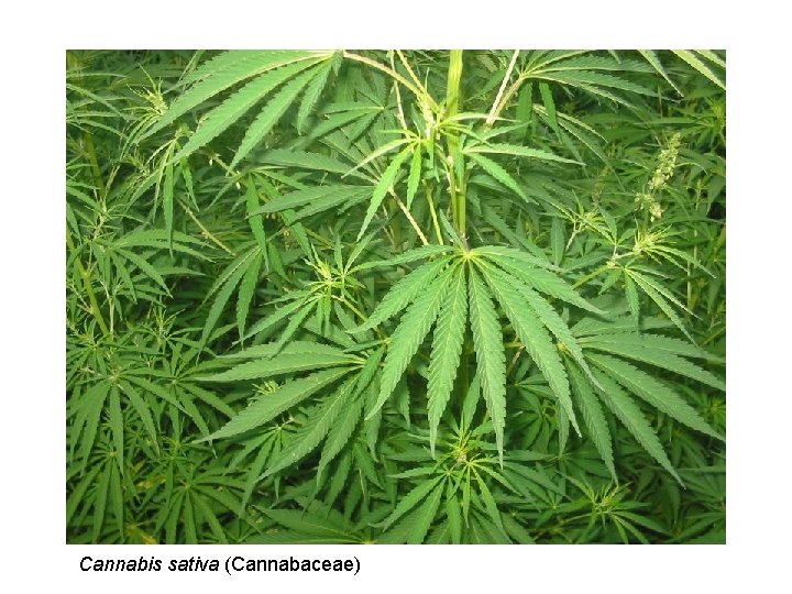 Cannabis sativa (Cannabaceae) 