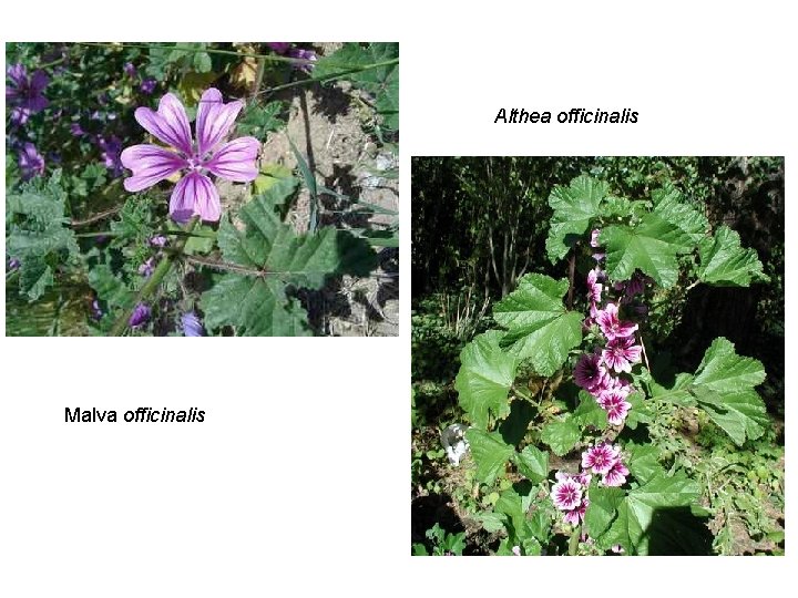 Althea officinalis Malva officinalis 