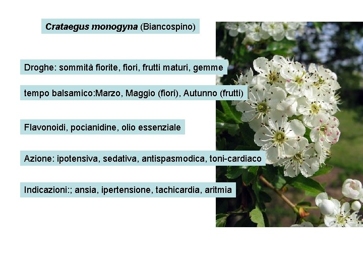 Crataegus monogyna (Biancospino) Droghe: sommità fiorite, fiori, frutti maturi, gemme tempo balsamico: Marzo, Maggio