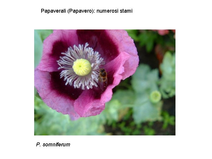 Papaverali (Papavero): numerosi stami P. somniferum 
