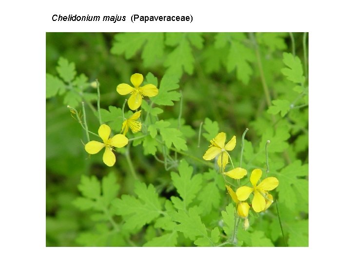 Chelidonium majus (Papaveraceae) 