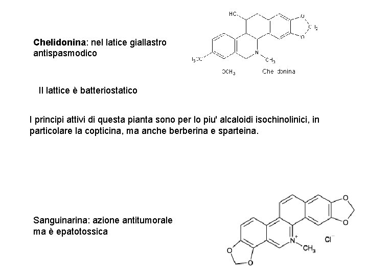 Chelidonina: nel latice giallastro antispasmodico Il lattice è batteriostatico I principi attivi di questa