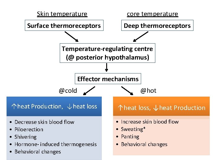 Skin temperature core temperature Surface thermoreceptors Deep thermoreceptors Temperature-regulating centre (@ posterior hypothalamus) Effector