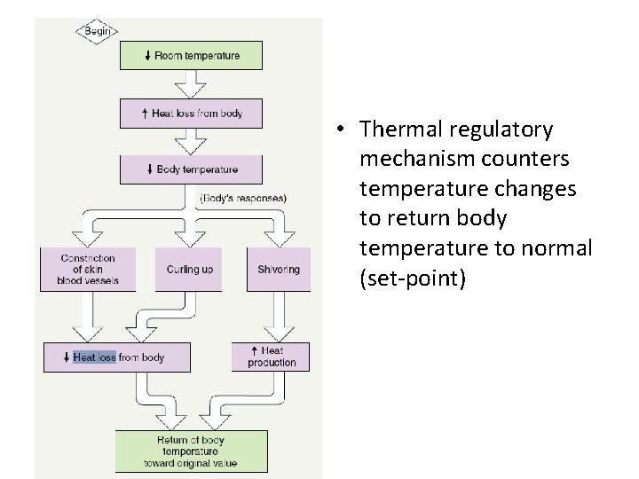  • Thermal regulatory mechanism counters temperature changes to return body temperature to normal