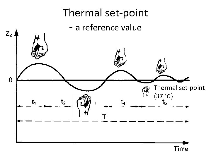 Thermal set-point - a reference value Thermal set-point (37 ℃) 