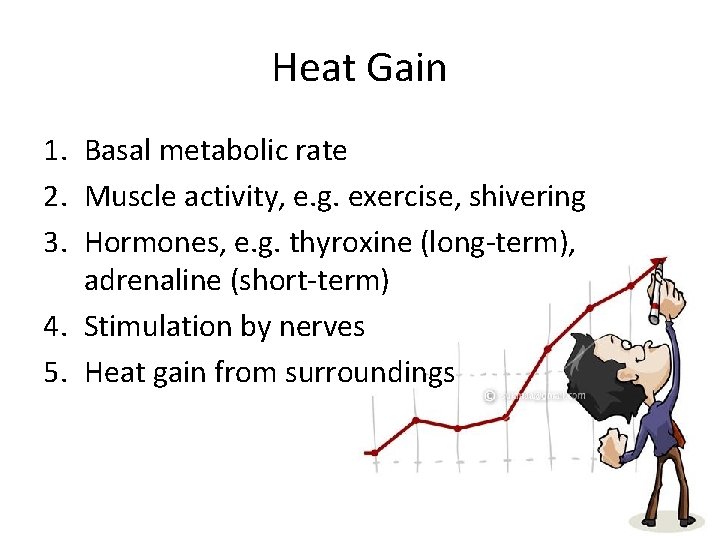 Heat Gain 1. Basal metabolic rate 2. Muscle activity, e. g. exercise, shivering 3.