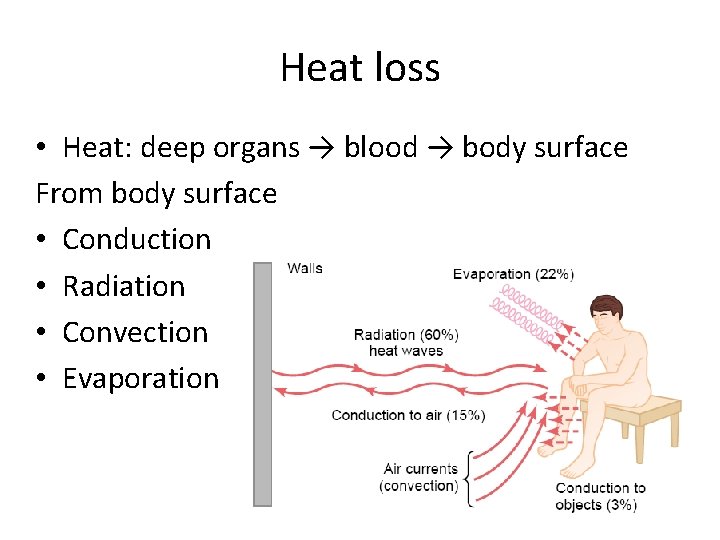 Heat loss • Heat: deep organs → blood → body surface From body surface