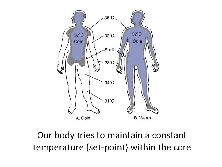 Our body tries to maintain a constant temperature (set-point) within the core 