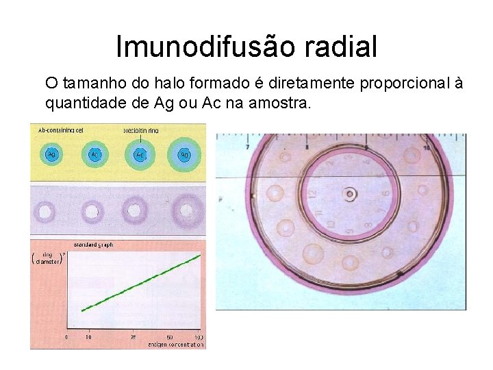 Imunodifusão radial O tamanho do halo formado é diretamente proporcional à quantidade de Ag