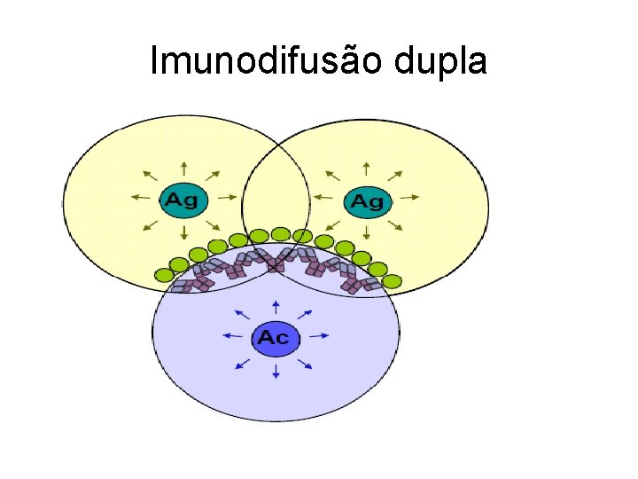 Imunodifusão dupla 