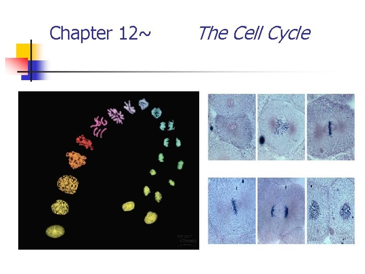 Chapter 12 The Cell Cycle Biology is the