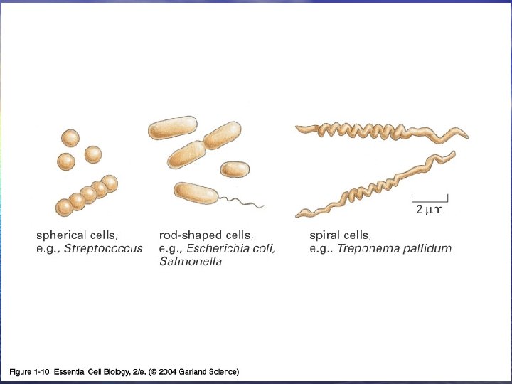 01_10_Bacteria shapes. jpg 