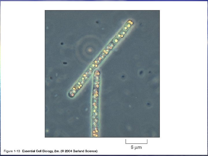01_13_Sulfur bacterium. jpg 