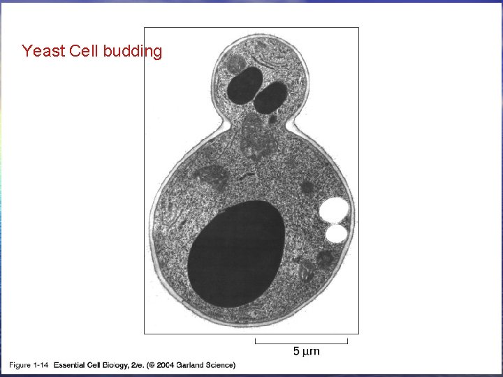 01_14_Yeasts. jpg Yeast Cell budding 