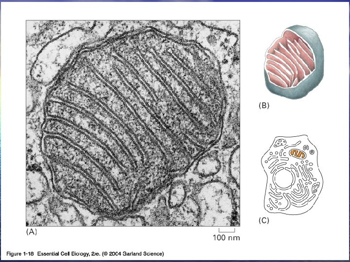 01_18_folds mito. jpg 