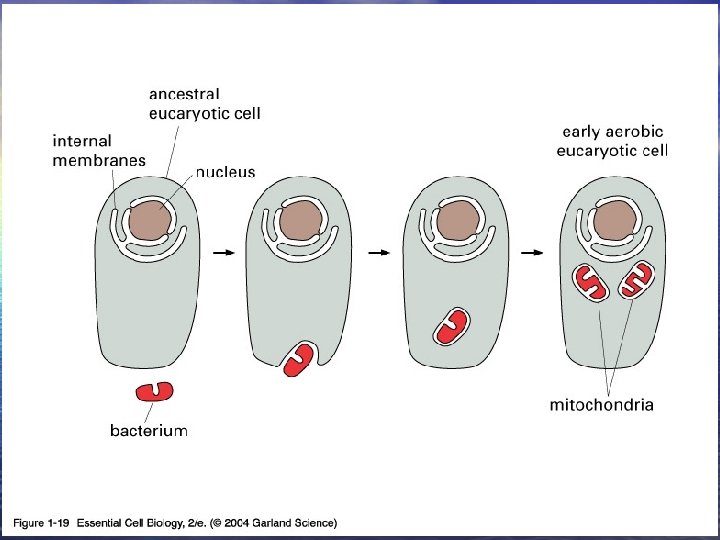 01_19_engulfed bacteria. jpg 