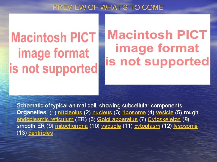 PREVIEW OF WHAT’S TO COME Schematic of typical animal cell, showing subcellular components. Organelles: