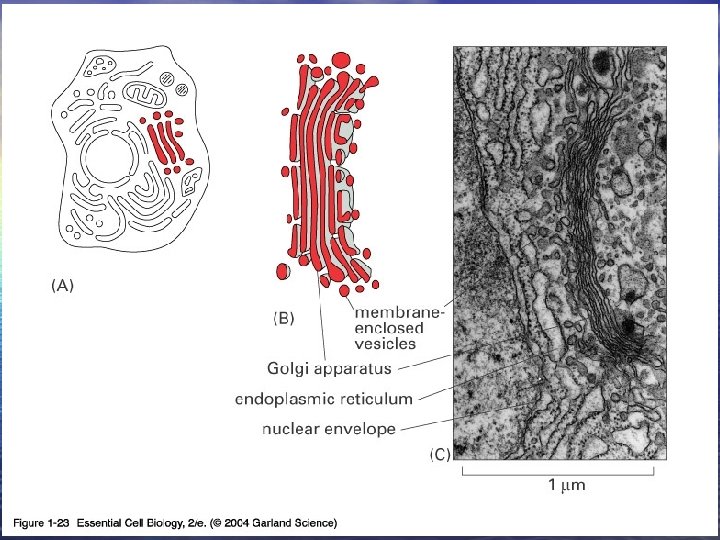 01_23_Golgi apparatus. jpg 