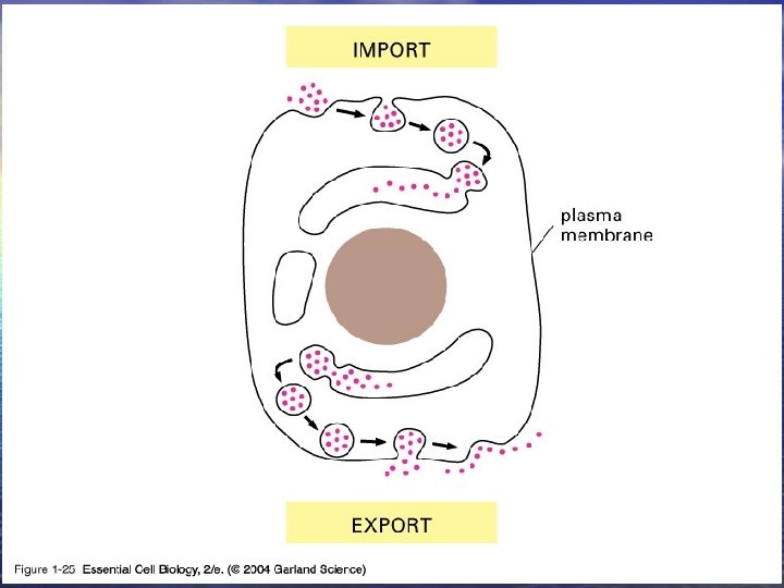 01_25_endocytosis exoc. jpg 